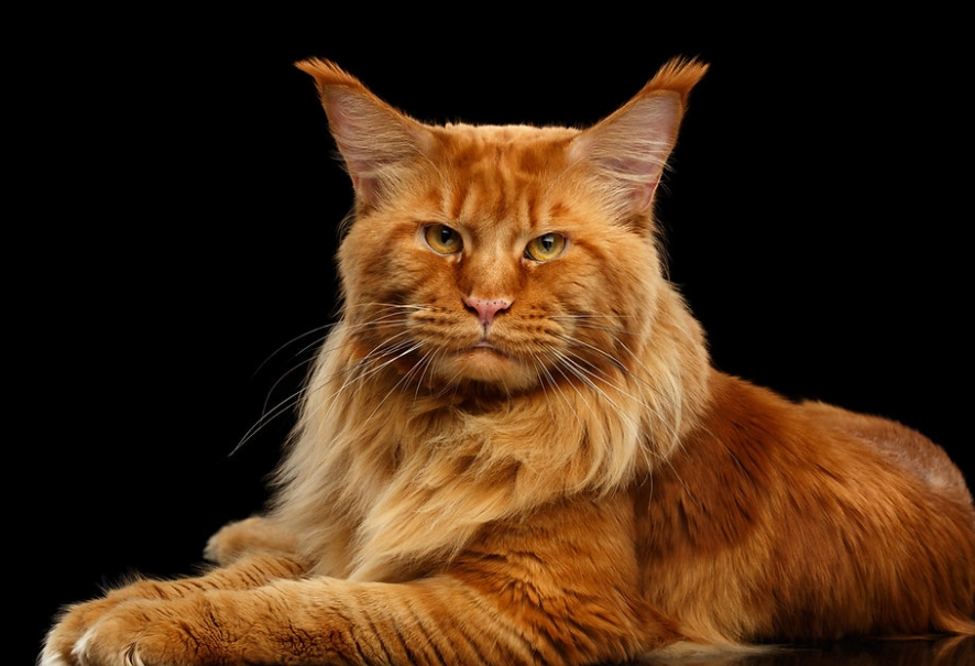 Maine Coon kitten cost