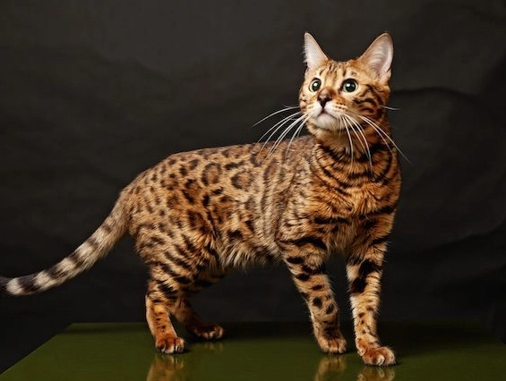 Bengal personality type