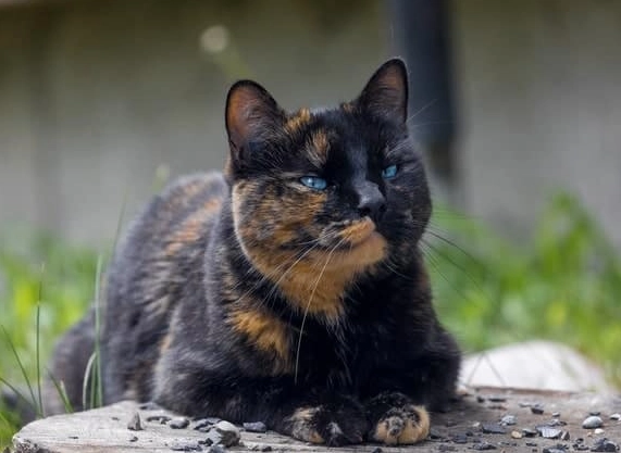 tortoiseshell male cat