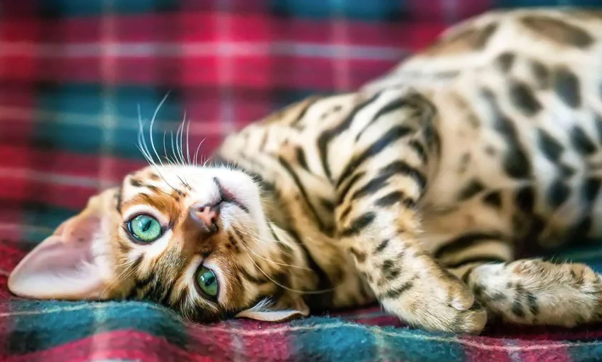 Bengal cat price Bengal cat price