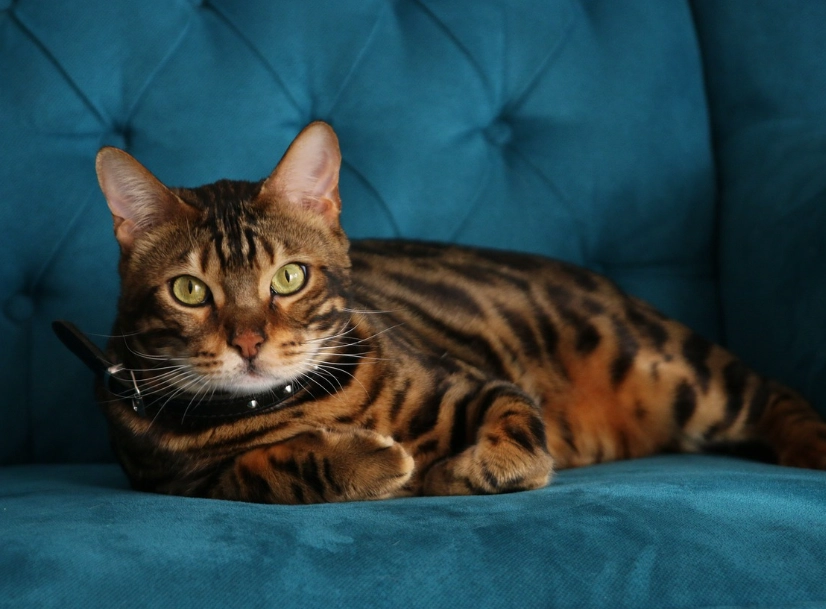 Bengal cat behavior