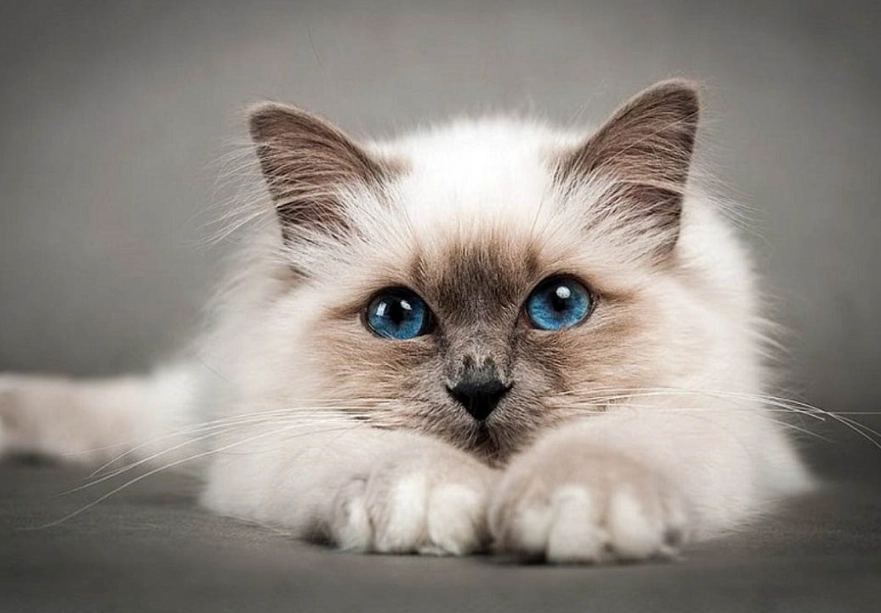 expensive Ragdoll cats