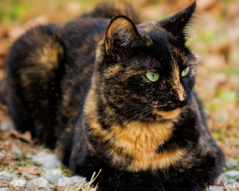 tortie cat male price