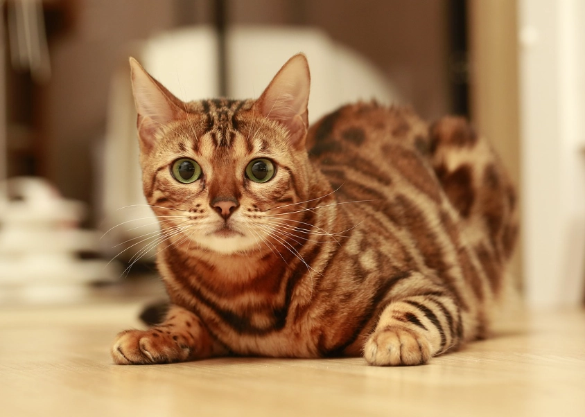 female Bengal cat temperament female Bengal cat temperament