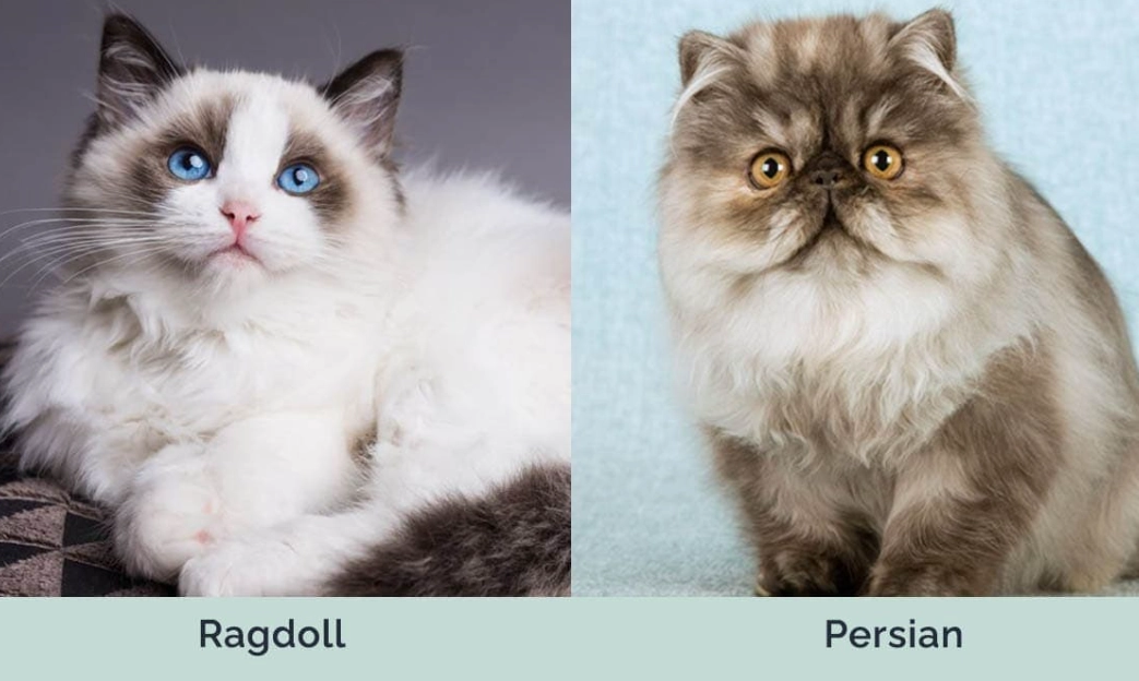 Ragdoll Persian mix personality