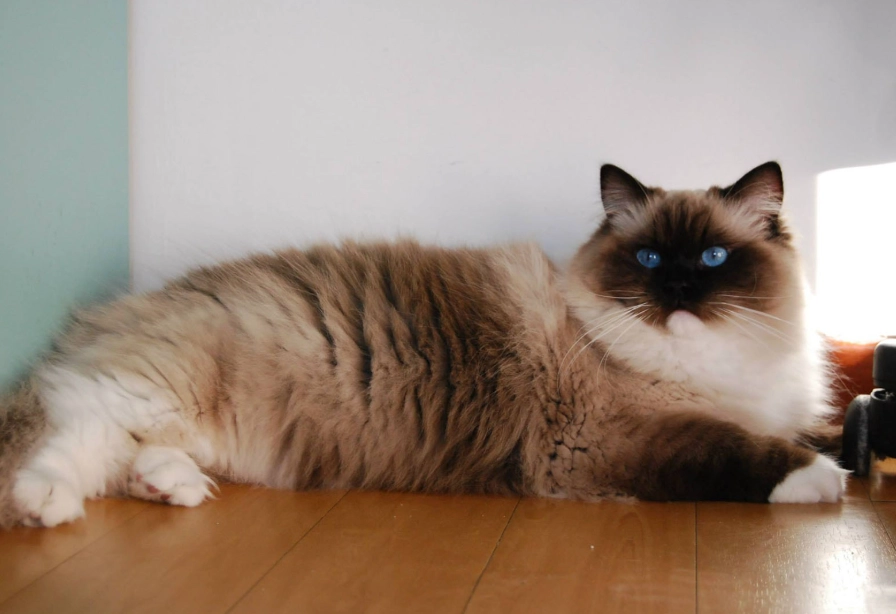 Ragdoll cat colors and patterns Ragdoll cat colors and patterns