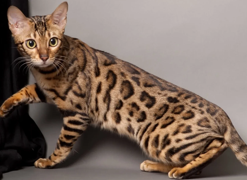 Most expensive Bengal cat