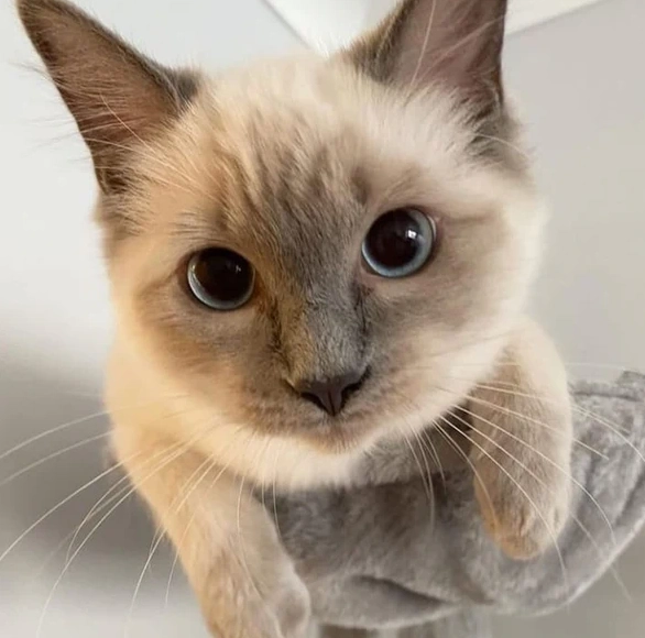 Siamese ragdoll shorthair