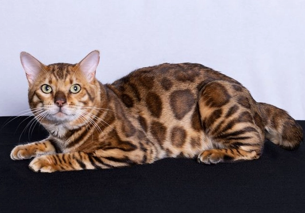 Bengal cat temperament