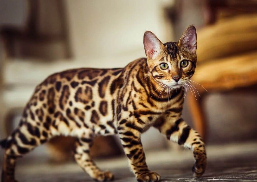 Bengal cat cost Bengal cat cost