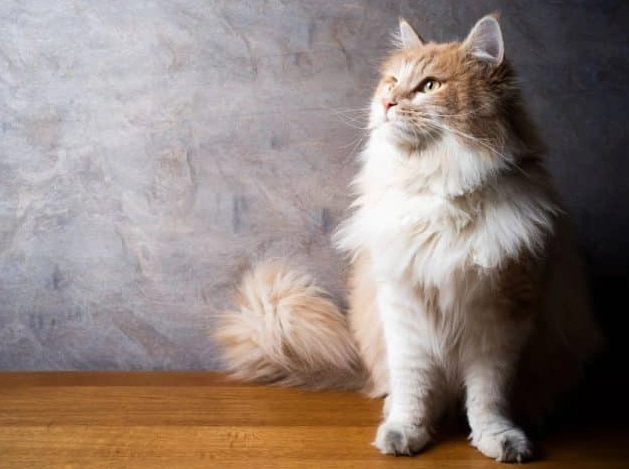 Maine Coon health problems