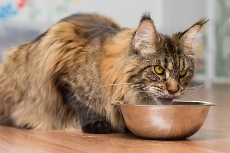 Maine Coon care tips