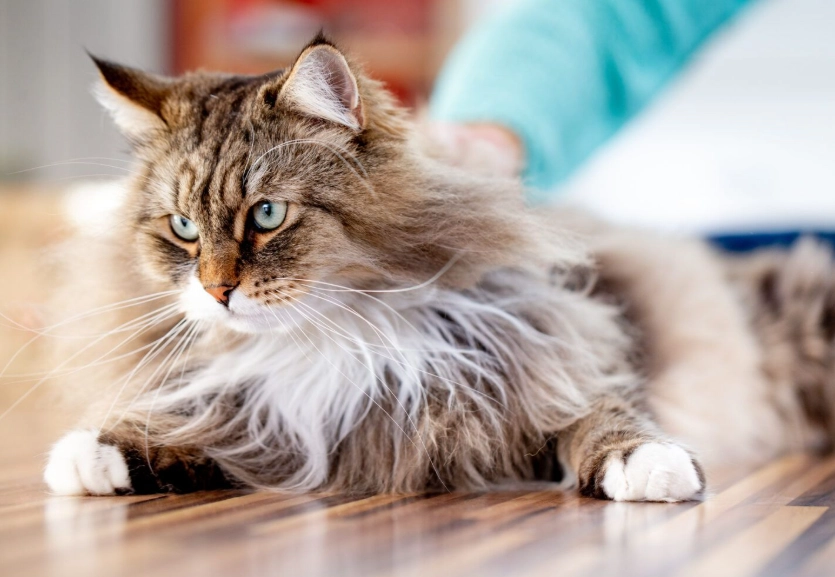 Welsh cat breed
