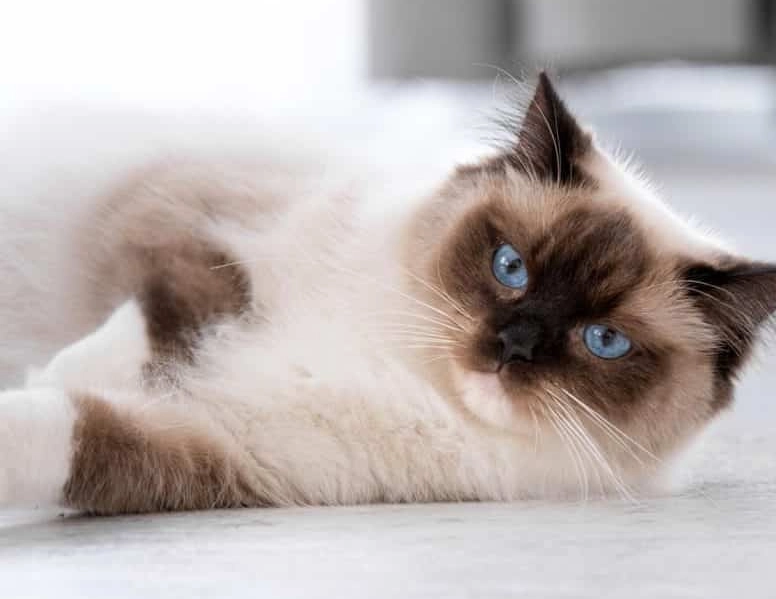 Ragdoll Persian mix Ragdoll Persian mix