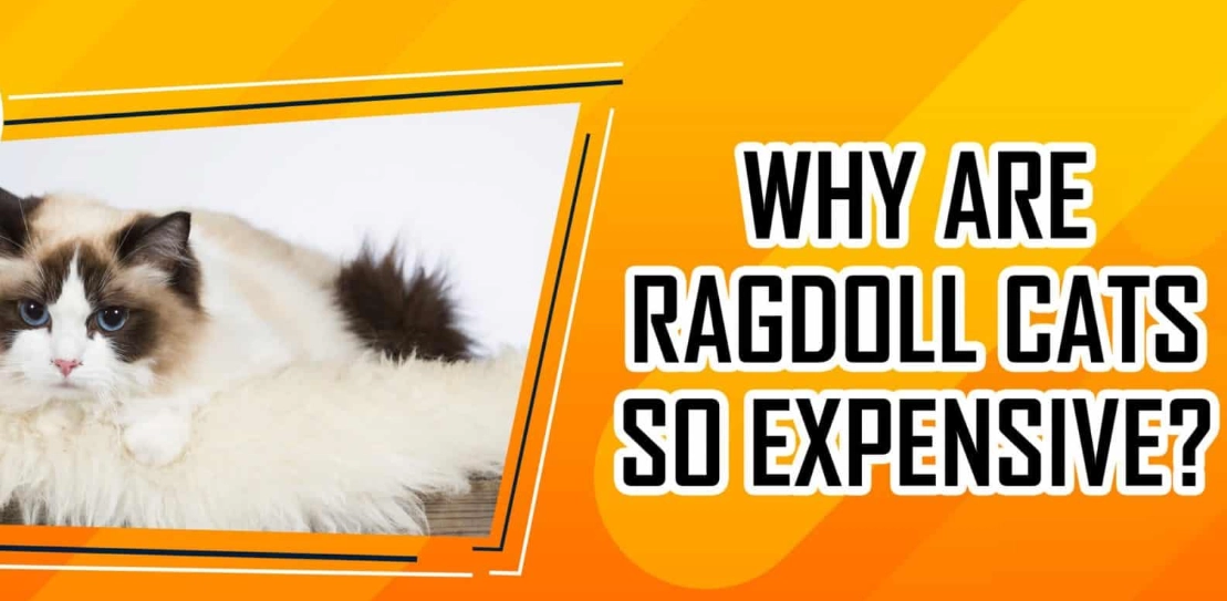 Why are Ragdoll kittens so expensive?