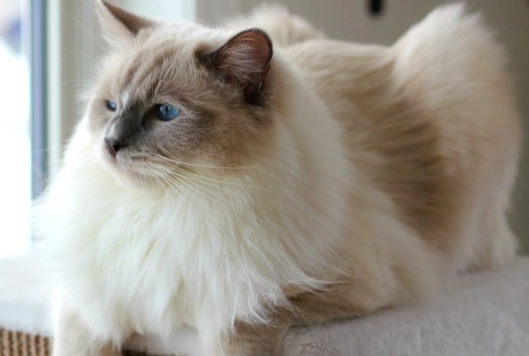expensive Ragdoll cats