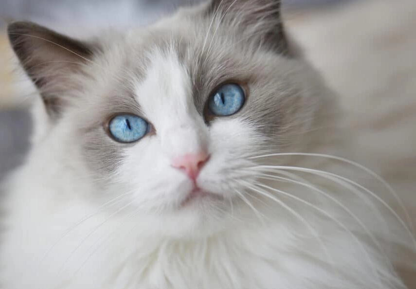how much is a blue ragdoll cat