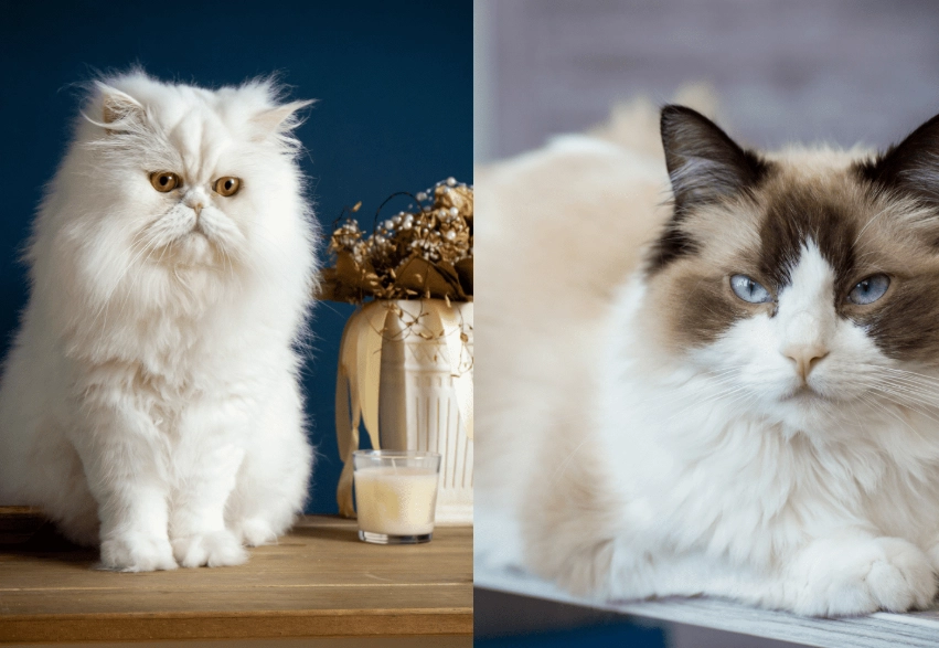 Ragdoll Persian mix temperament Ragdoll Persian mix temperament