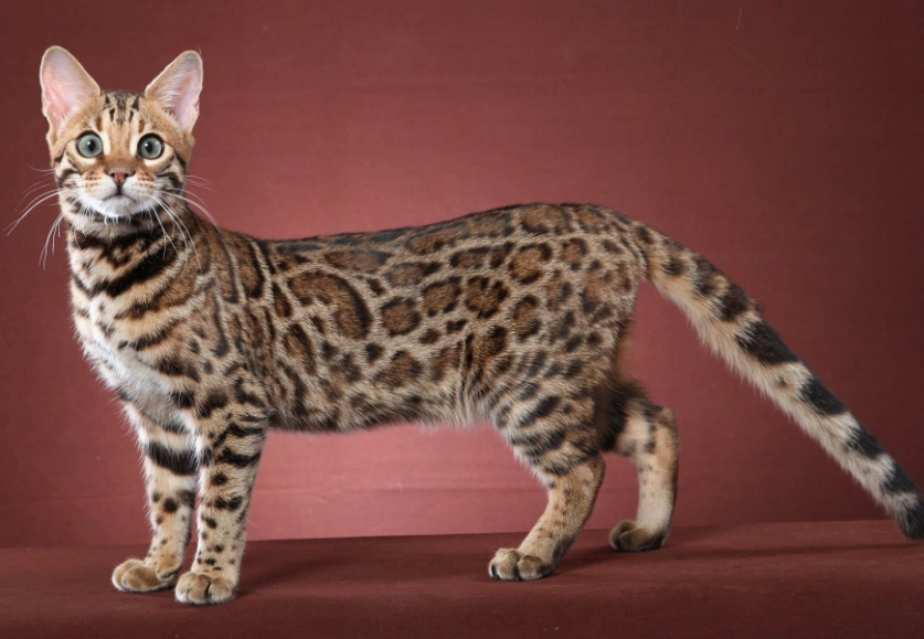 Bengal cat temperament