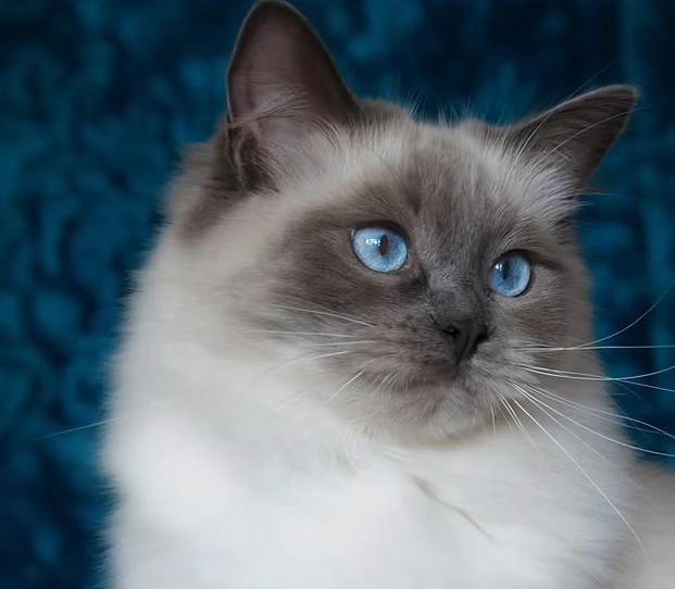 Ragdoll cat cost
