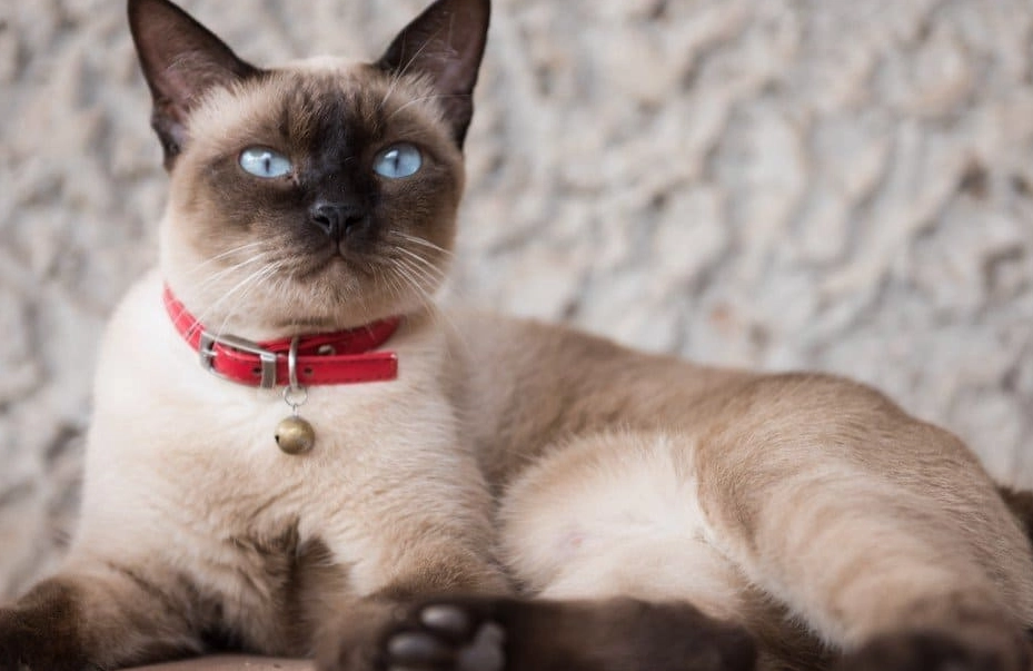 Siamese Ragdoll Shorthair cat