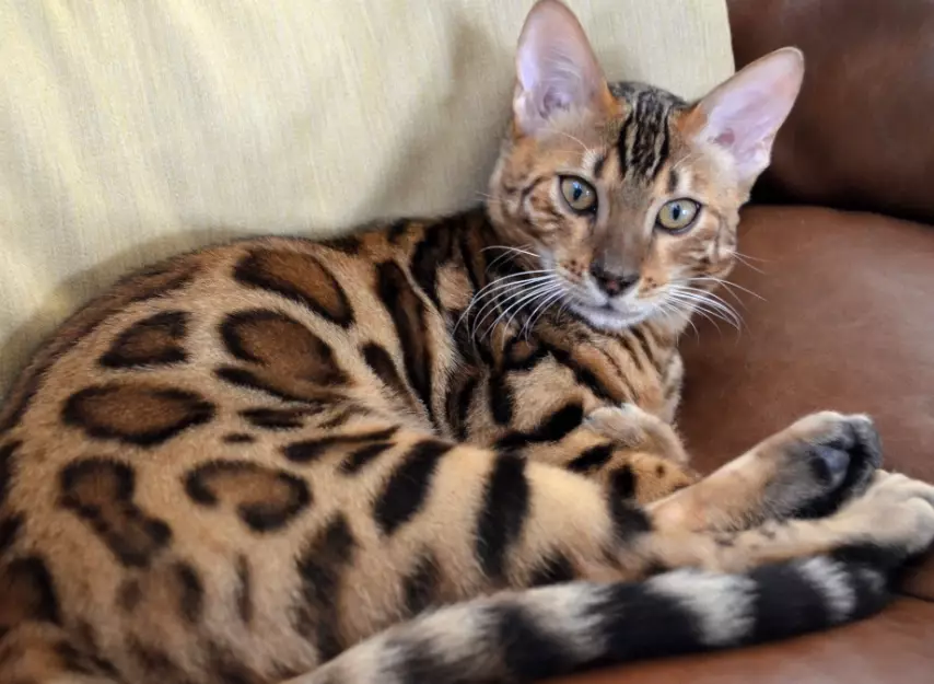 Bengal cats cuddly