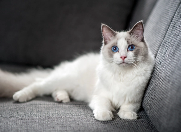 Can you breed Ragdoll and Persian cats Can you breed Ragdoll and Persian cats