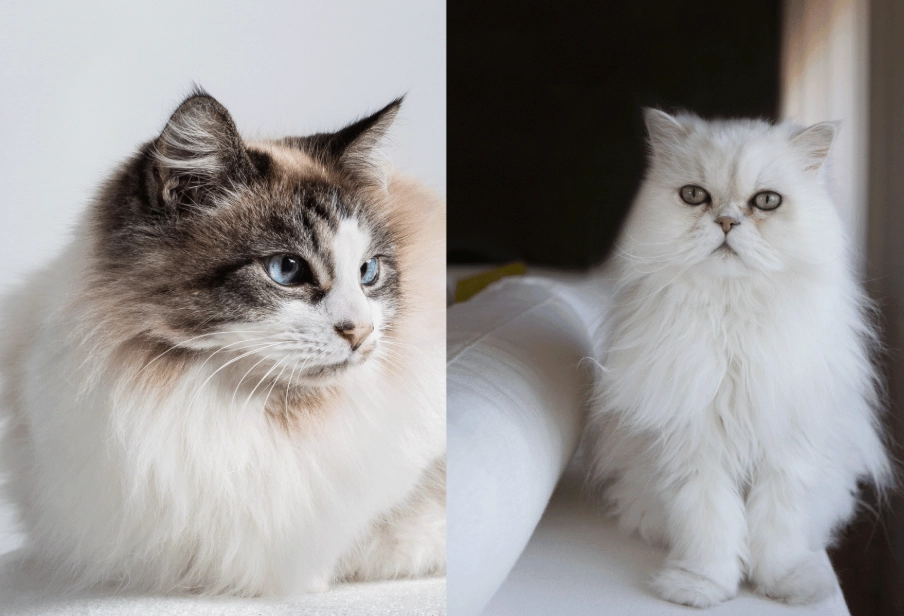 persian cat price