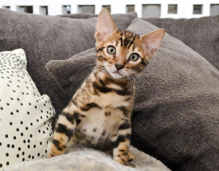female Bengal cat temperament female Bengal cat temperament