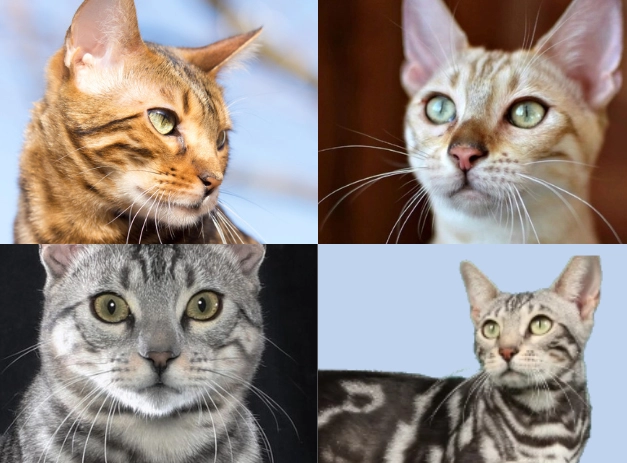 difference between tabby and bengal