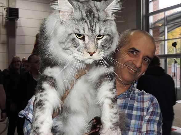 Maine Coon cat price