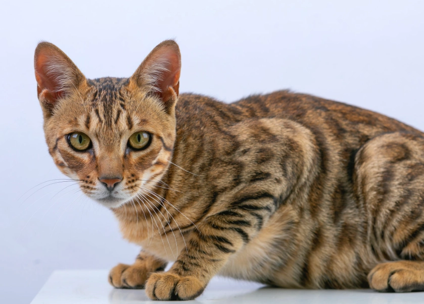 Bengal cat bengal personality male