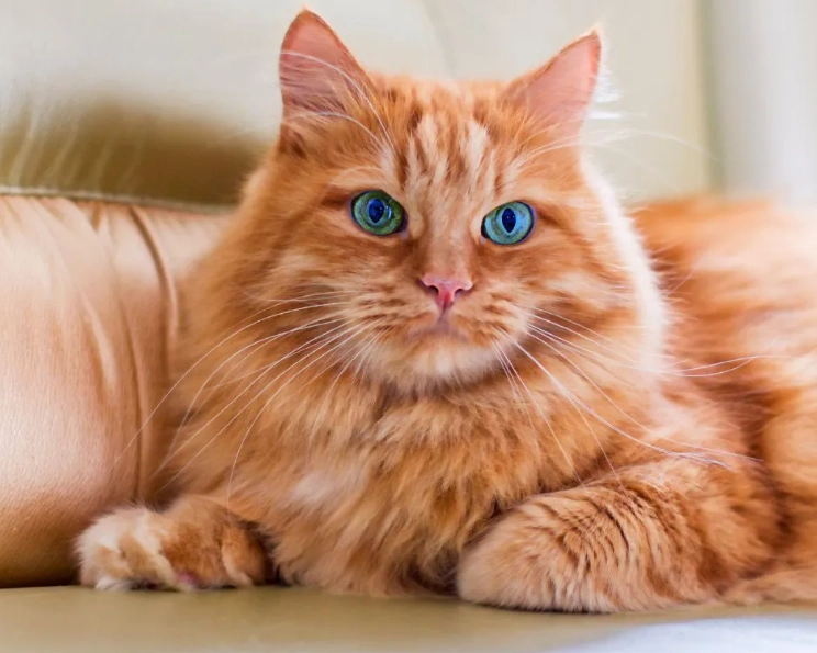 Ragdoll tabby pattern