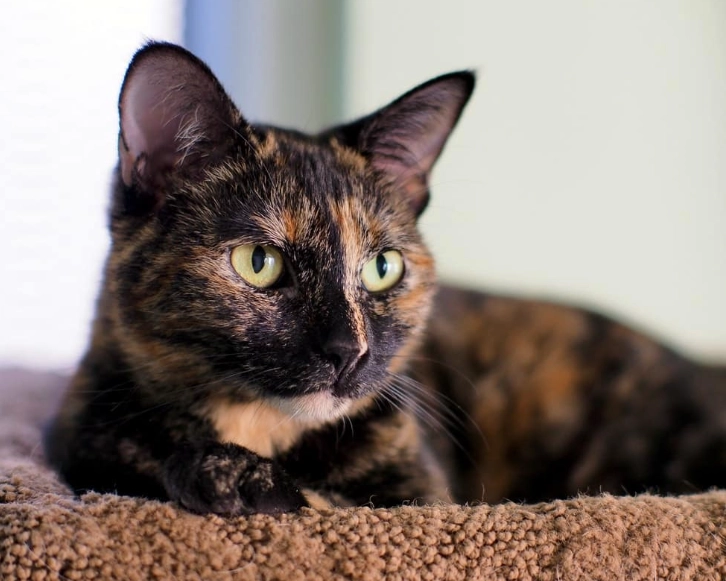 male tortie kitten cost