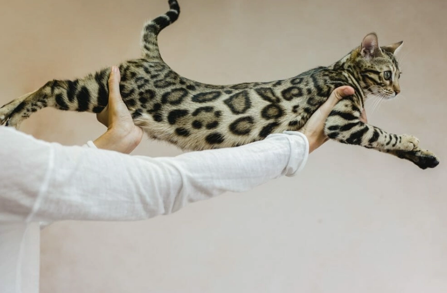 Bengal cat price