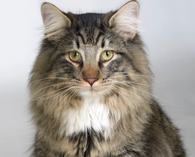 Welsh cat personality