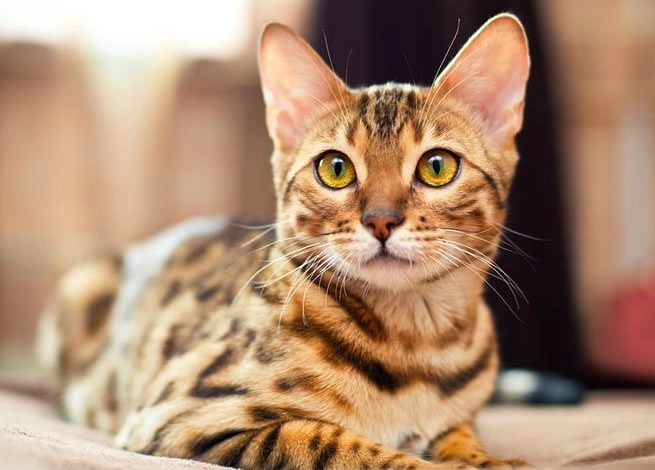 Bengal cat male vs female