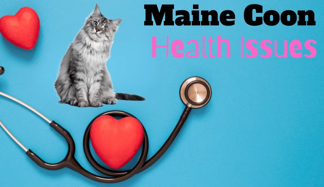 Maine Coon health problems