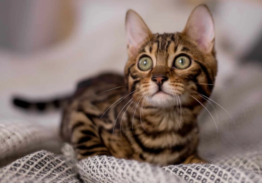 Bengal cat cost
