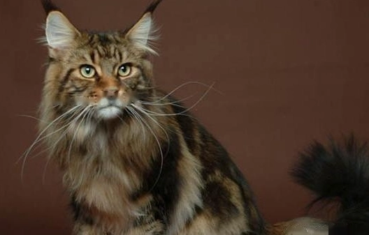Welsh cat personality