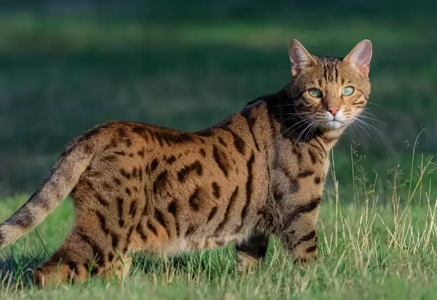 Bengal cat personality