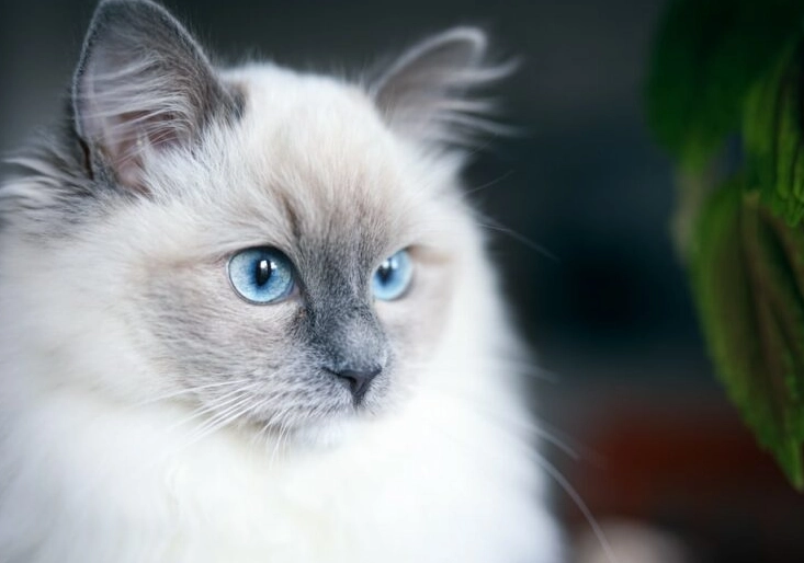 Ragdoll cat cost