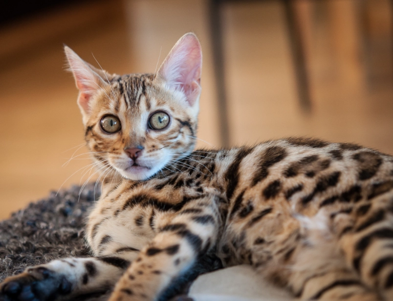 Bengal cat temperament