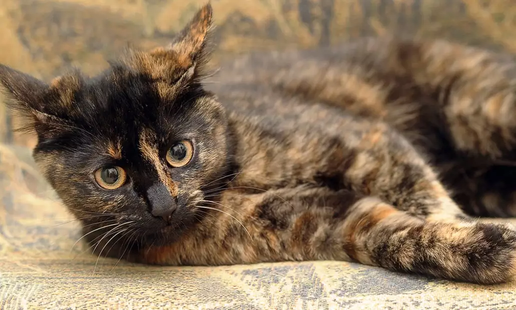 tortie cat male price