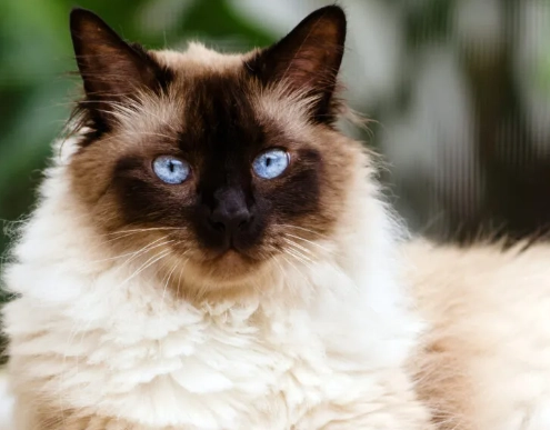 himalayan cat care