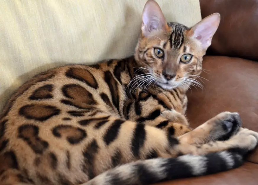 bengal cat price bengal cat price