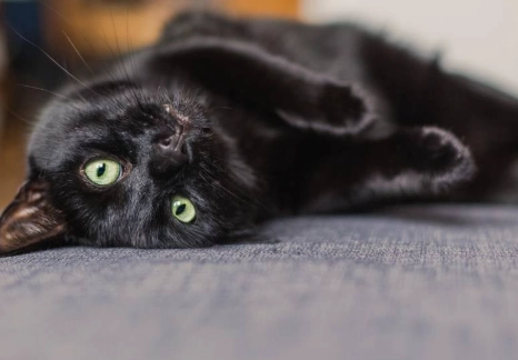 black cat superstition