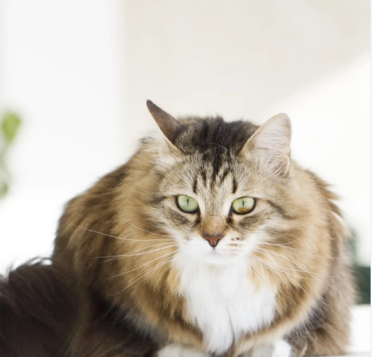 Siberian cat personality Siberian cat personality