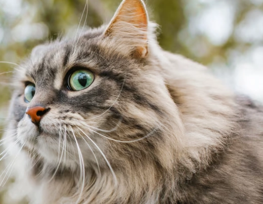 Siberian cat hypoallergenic Siberian cat hypoallergenic