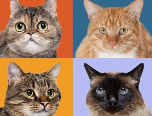 cat breeds